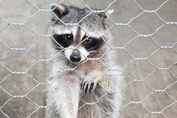 Fort Lauderdale Wildlife Removal