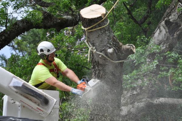 Fort Lauderdale Tree Trimming