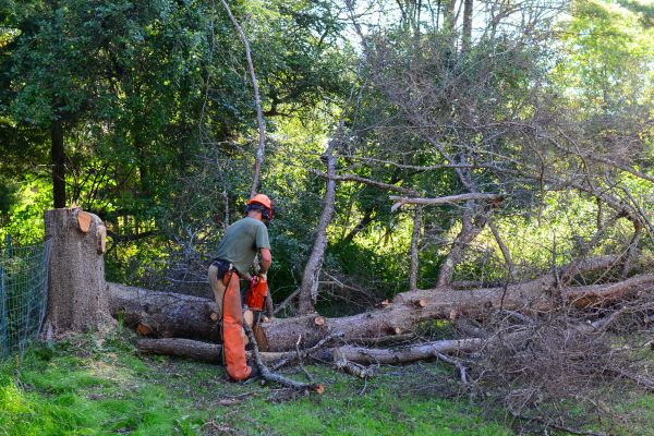 Fort Lauderdale Tree Removal