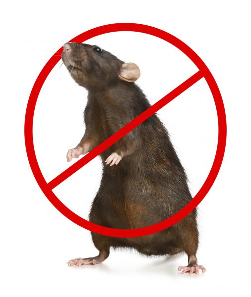 Fort Lauderdale Pest Control Service