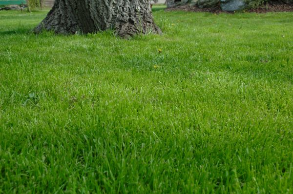 Fort Lauderdale Lawn Treatment